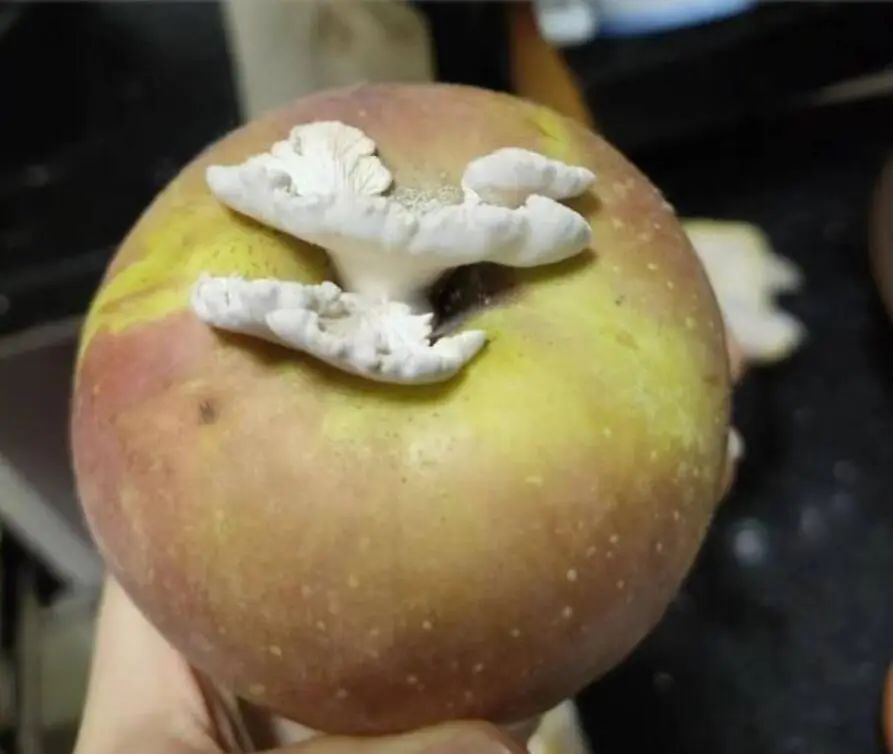 1720838002763323.jpg 图片