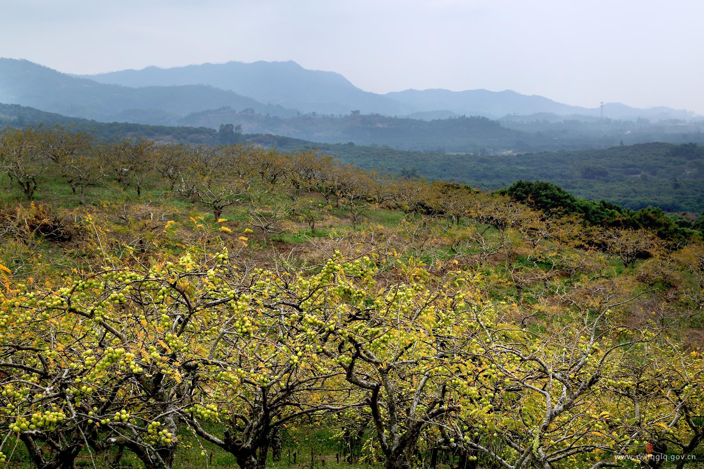 果滿侨区 作者:何夏逢.jpg 果滿侨区 作者:何夏逢.jpg